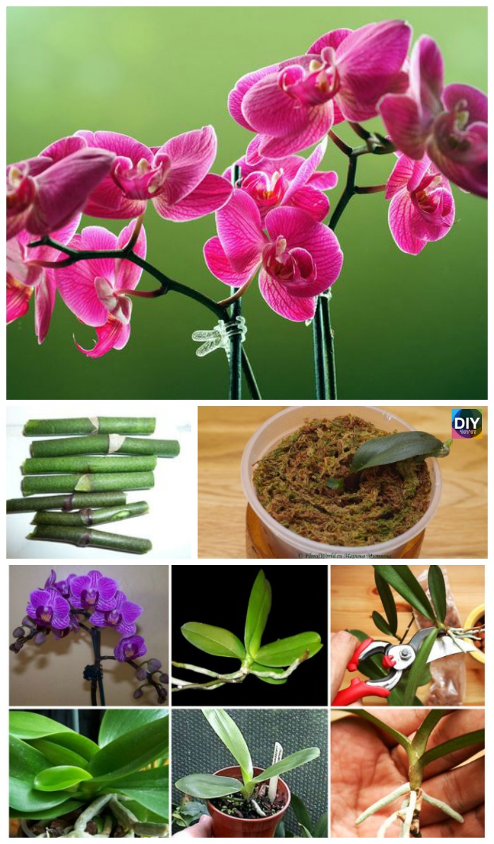 diy4ever-How to Grow Orchid at Home